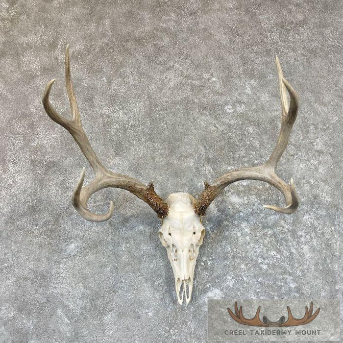 Mule Deer Skull European Taxidermy Mount For Sale