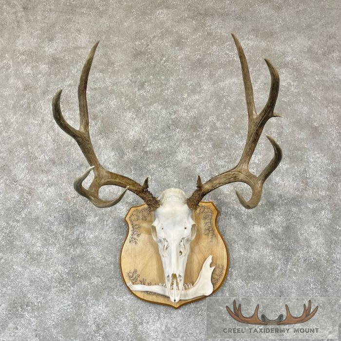 Mule Deer Skull European Taxidermy Mount For Sale
