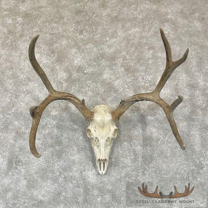 Mule Deer Skull European Taxidermy Mount For Sale