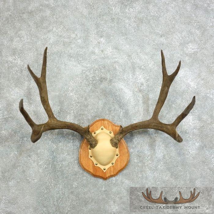 Mule Deer Antler Plaque Taxidermy Mount For Sale