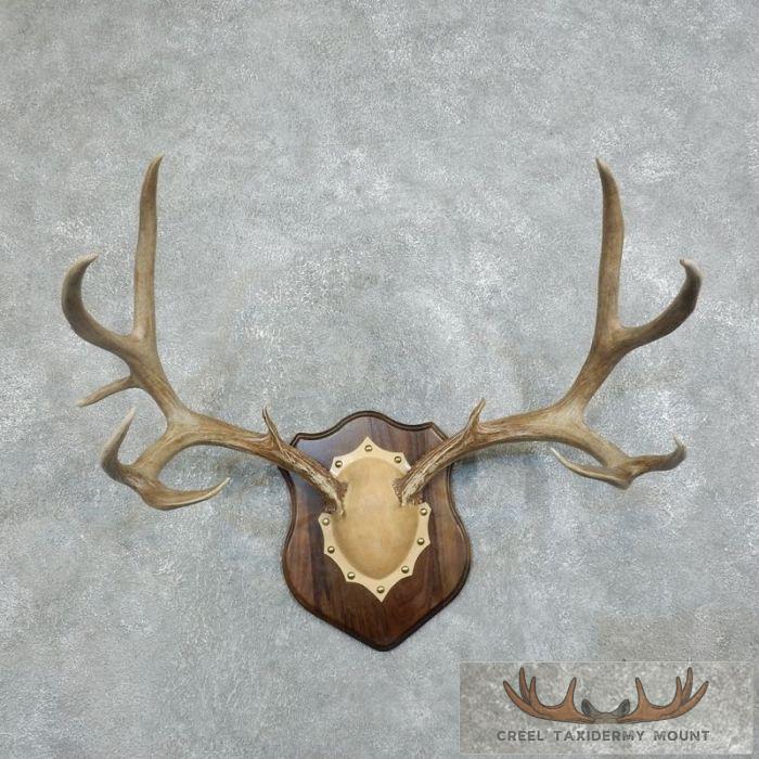 Mule Deer Antler Plaque Taxidermy Mount For Sale