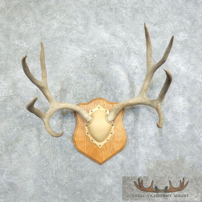 Mule Deer Antler Plaque Taxidermy Mount For Sale