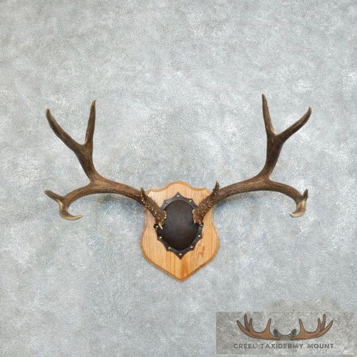 Mule Deer Antler Plaque Taxidermy Mount For Sale