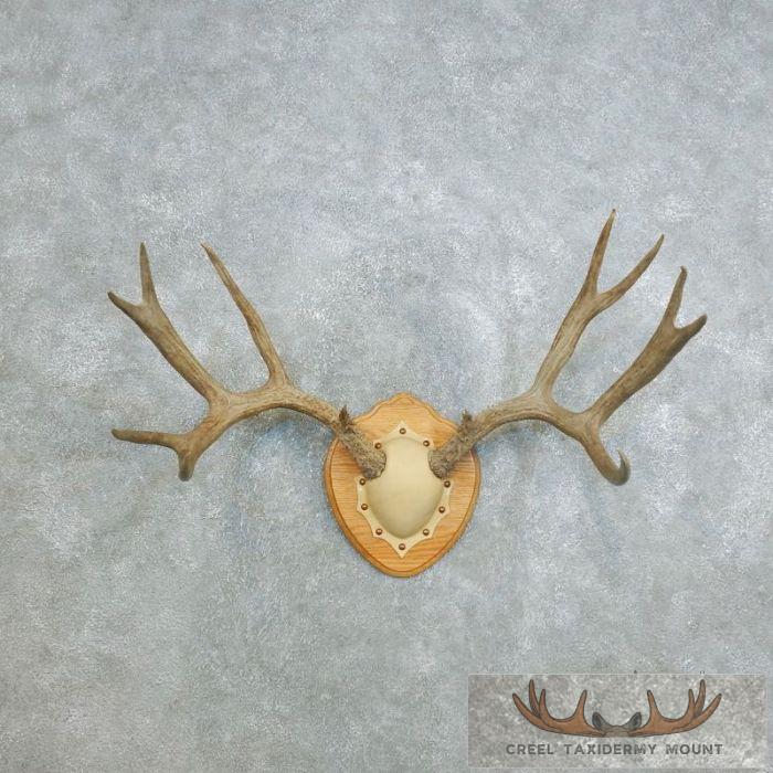 Mule Deer Antler Plaque Taxidermy Mount For Sale