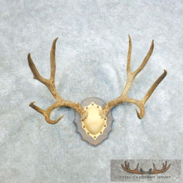 Mule Deer Antler Plaque Taxidermy Mount For Sale