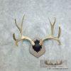 Mule Deer Antler Plaque Taxidermy Mount For Sale