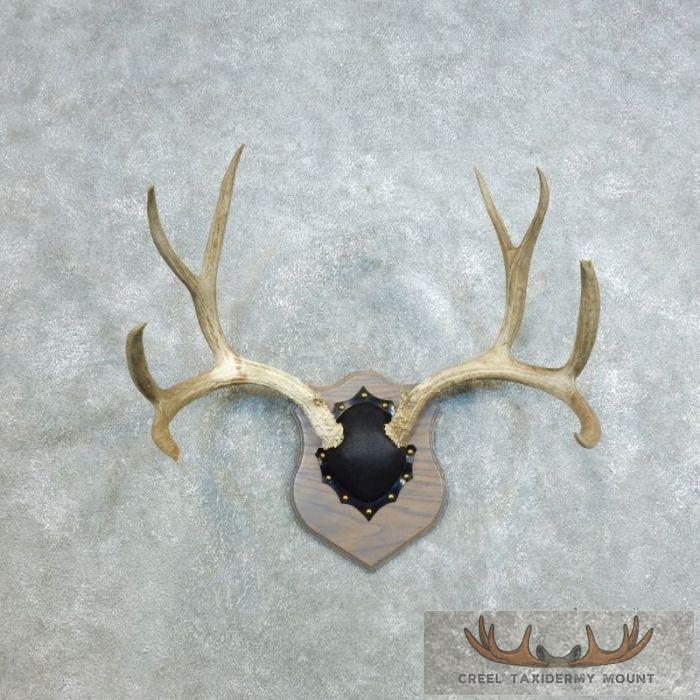 Mule Deer Antler Plaque Taxidermy Mount For Sale