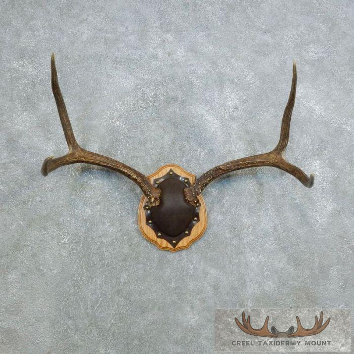 Mule Deer Antler Plaque Taxidermy Mount For Sale