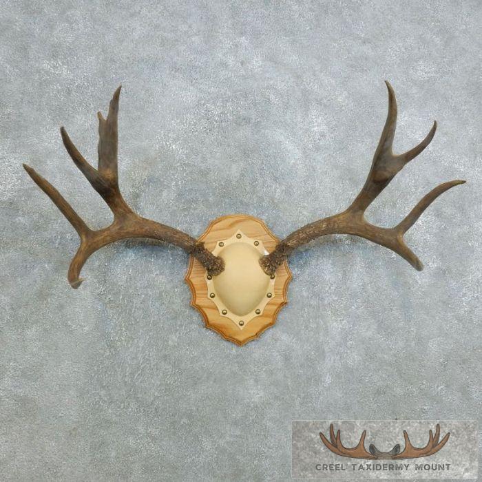 Mule Deer Antler Plaque Taxidermy Mount For Sale