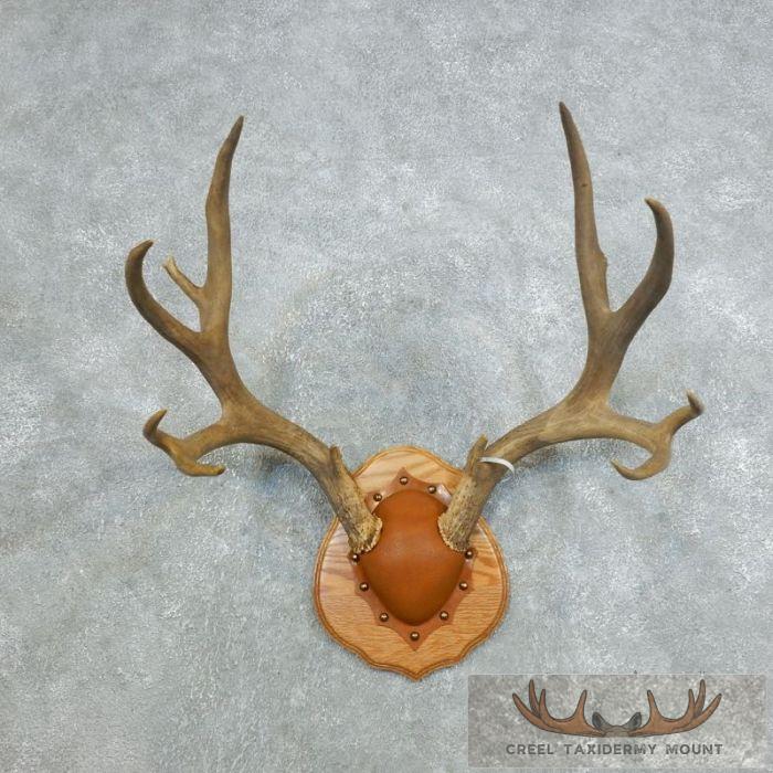 Mule Deer Antler Plaque Taxidermy Mount For Sale