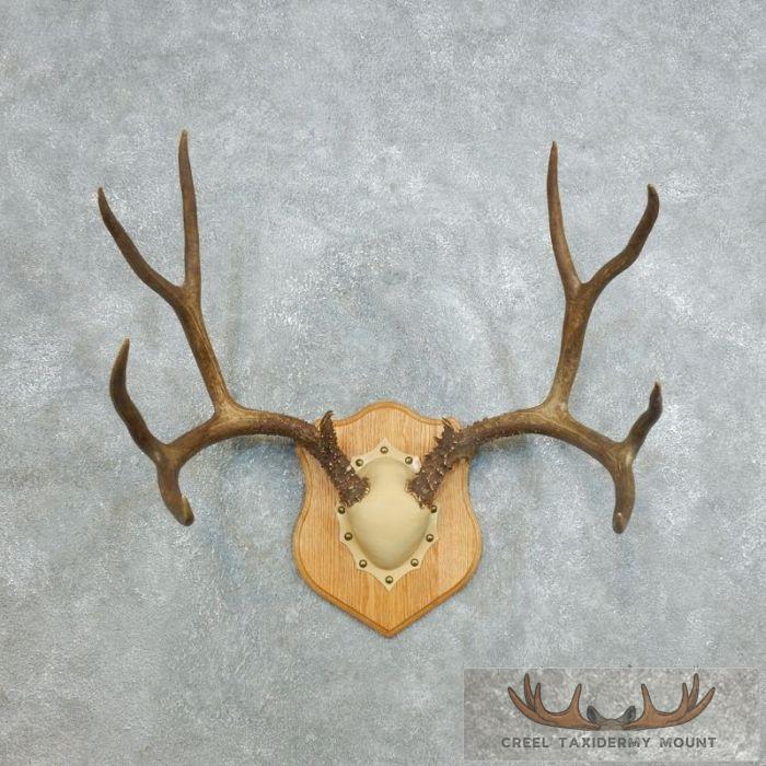Mule Deer Antler Plaque Taxidermy Mount For Sale