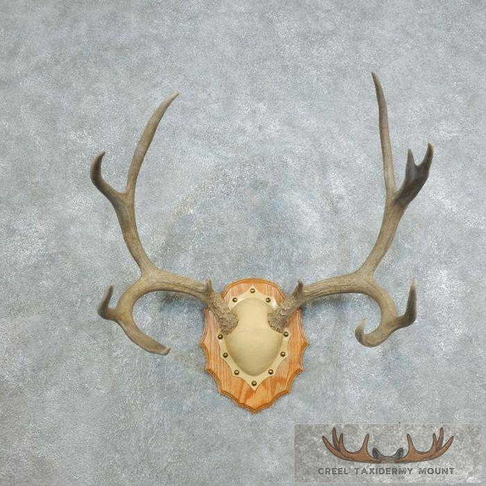 Mule Deer Antler Plaque Taxidermy Mount For Sale