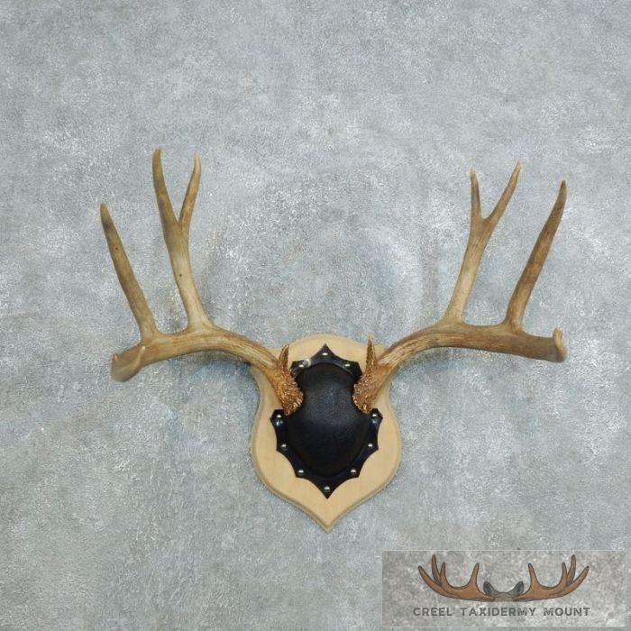 Mule Deer Antler Plaque Taxidermy Mount For Sale