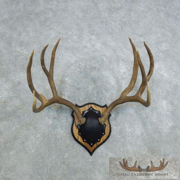 Mule Deer Antler Plaque Taxidermy Mount For Sale