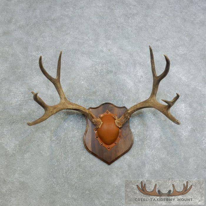 Mule Deer Antler Plaque Taxidermy Mount For Sale