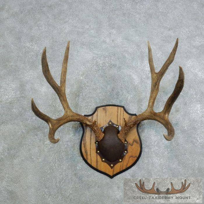 Mule Deer Antler Plaque Taxidermy Mount For Sale