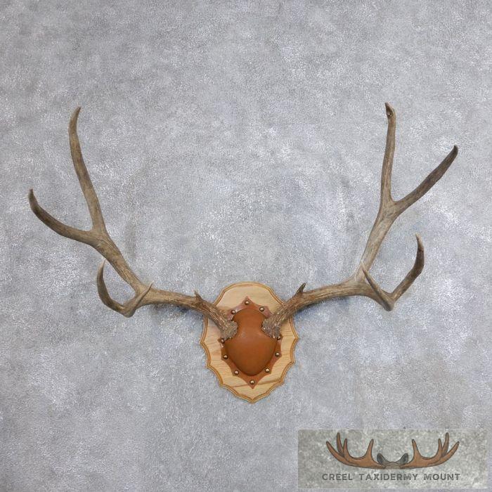 Mule Deer Antler Plaque Taxidermy Mount For Sale