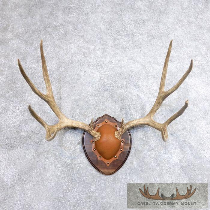 Mule Deer Antler Plaque Taxidermy Mount For Sale