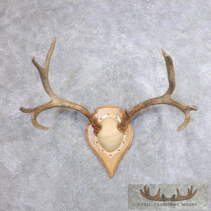 Mule Deer Antler Plaque Taxidermy Mount For Sale