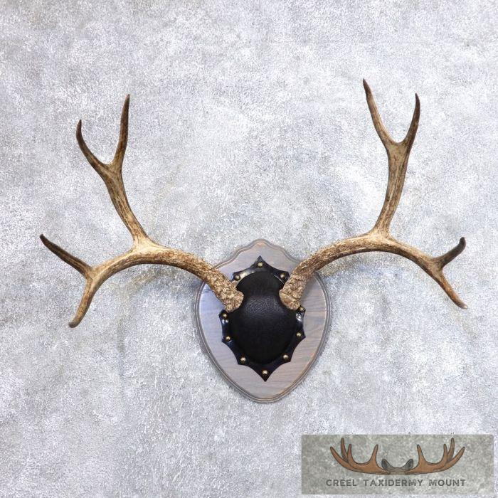 Mule Deer Antler Plaque Taxidermy Mount For Sale