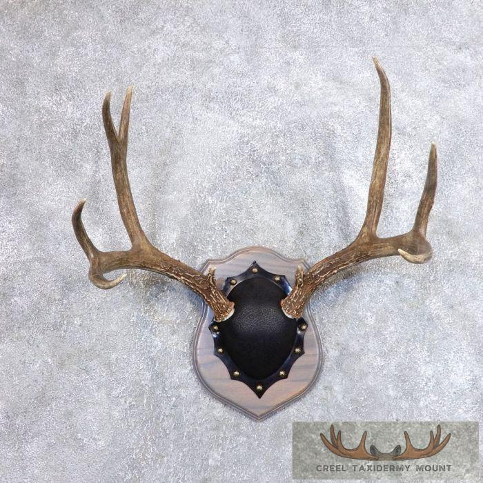 Mule Deer Antler Plaque Taxidermy Mount For Sale