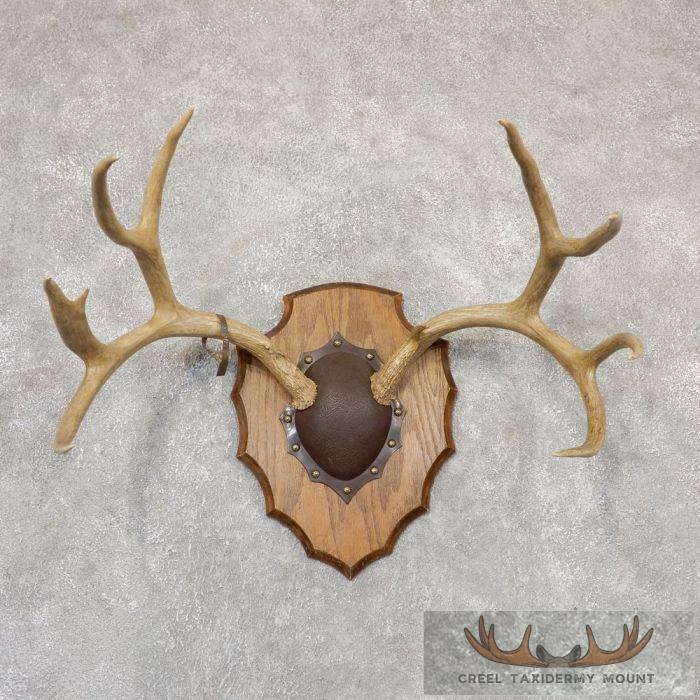 Mule Deer Antler Plaque Taxidermy Mount For Sale