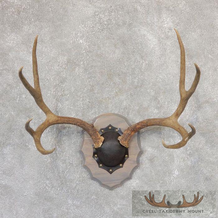 Mule Deer Antler Plaque Taxidermy Mount For Sale