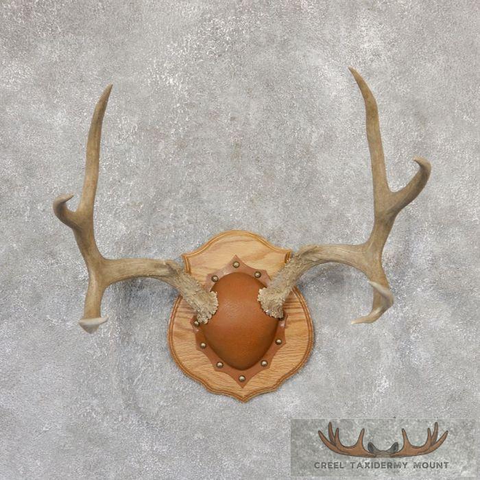 Mule Deer Antler Plaque Taxidermy Mount For Sale