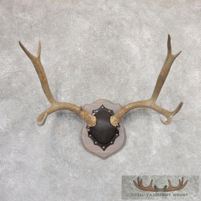 Mule Deer Antler Plaque Taxidermy Mount For Sale