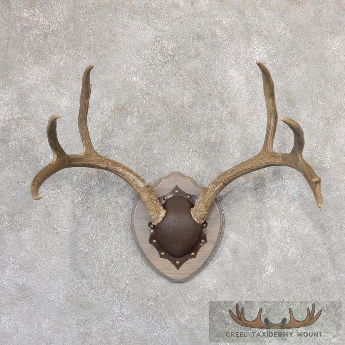 Mule Deer Antler Plaque Taxidermy Mount For Sale