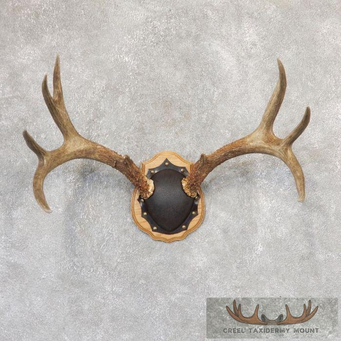 Mule Deer Antler Plaque Taxidermy Mount For Sale