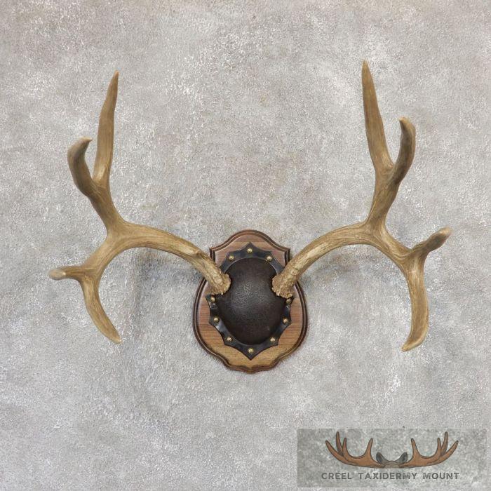Mule Deer Antler Plaque Taxidermy Mount For Sale