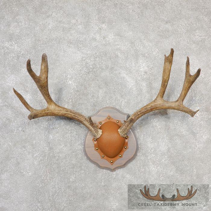 Mule Deer Antler Plaque Taxidermy Mount For Sale