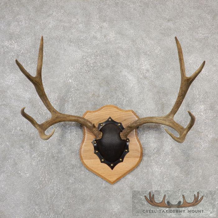 Mule Deer Antler Plaque Taxidermy Mount For Sale