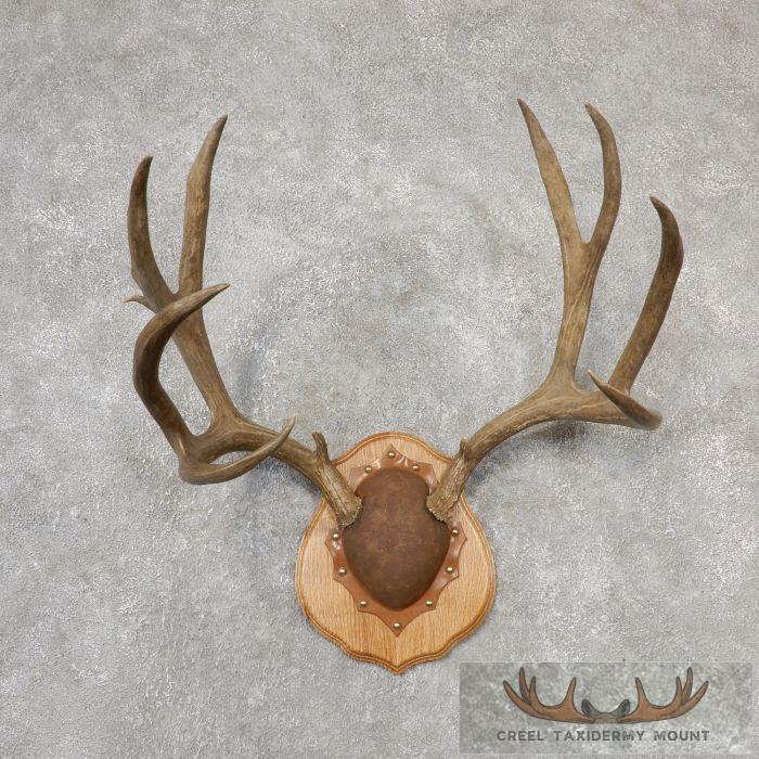 Mule Deer Antler Plaque Taxidermy Mount For Sale