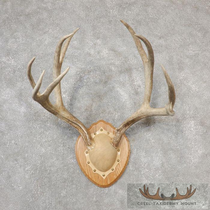 Mule Deer Antler Plaque Taxidermy Mount For Sale