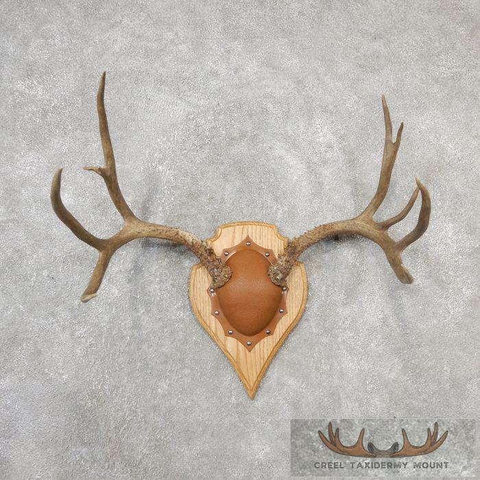 Mule Deer Antler Plaque Taxidermy Mount For Sale