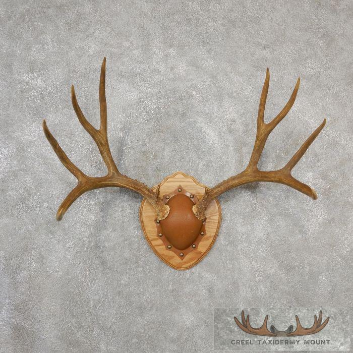 Mule Deer Antler Plaque Taxidermy Mount For Sale