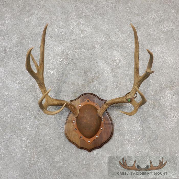 Mule Deer Antler Plaque Taxidermy Mount For Sale
