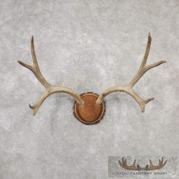 Mule Deer Antler Plaque Taxidermy Mount For Sale