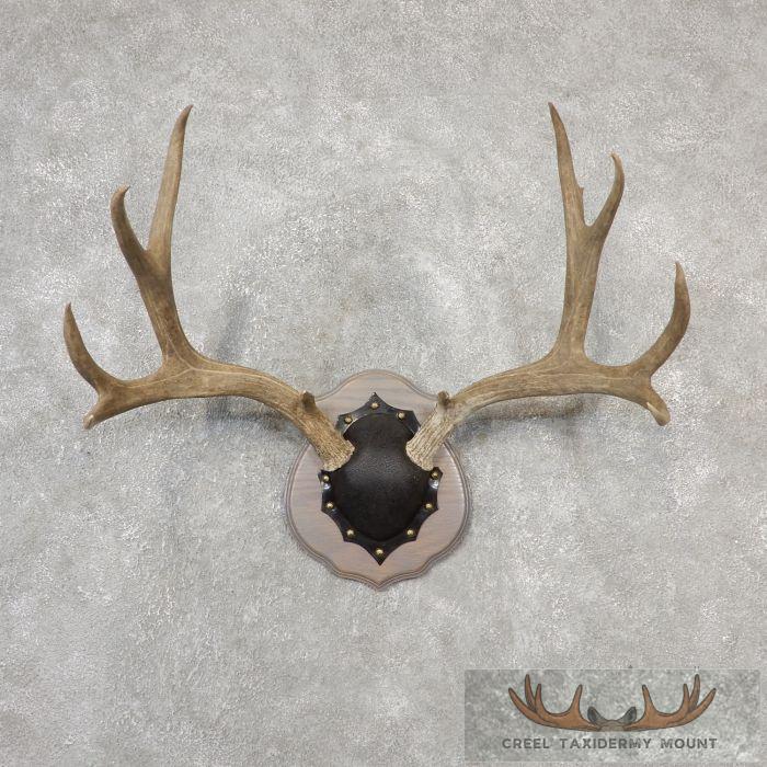 Mule Deer Antler Plaque Taxidermy Mount For Sale