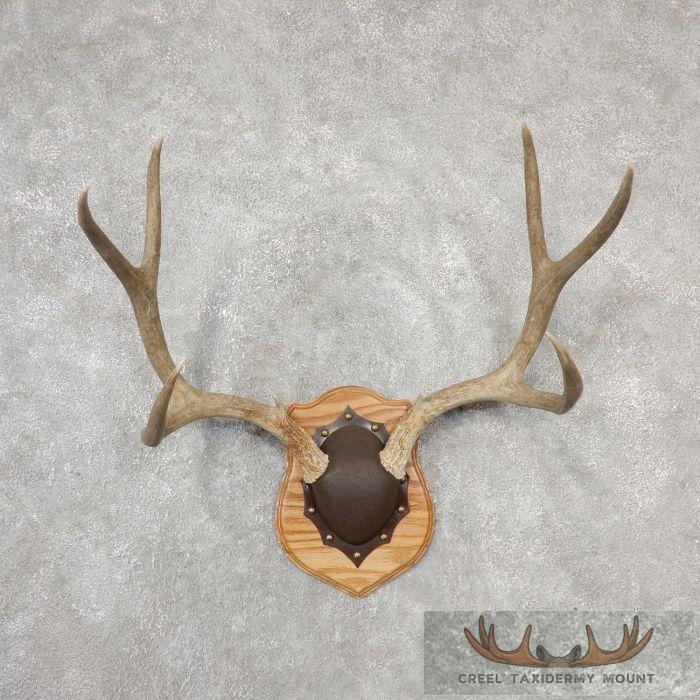Mule Deer Antler Plaque Taxidermy Mount For Sale