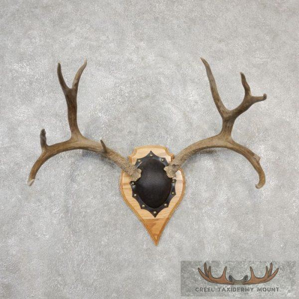 Mule Deer Antler Plaque Taxidermy Mount For Sale