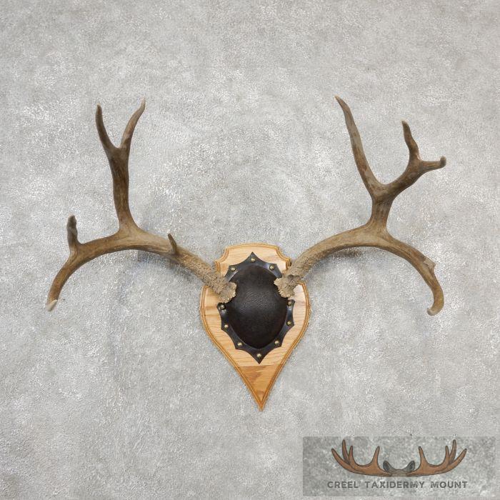 Mule Deer Antler Plaque Taxidermy Mount For Sale