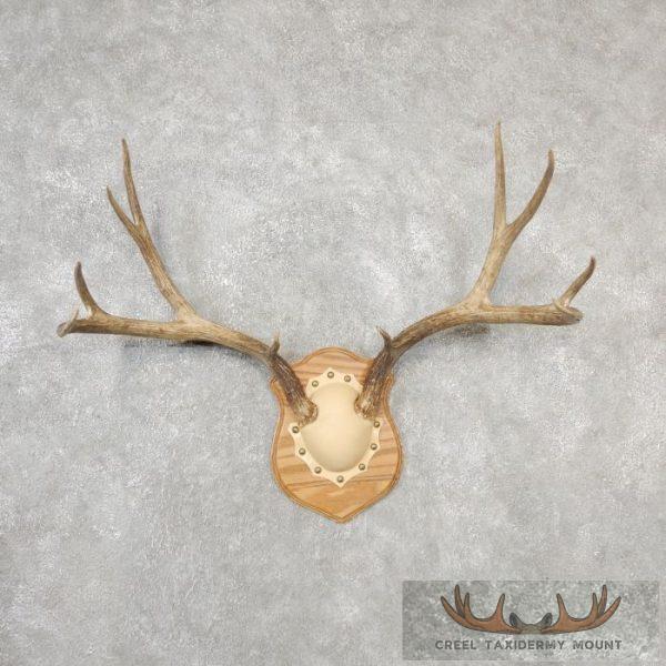 Mule Deer Antler Plaque Taxidermy Mount For Sale