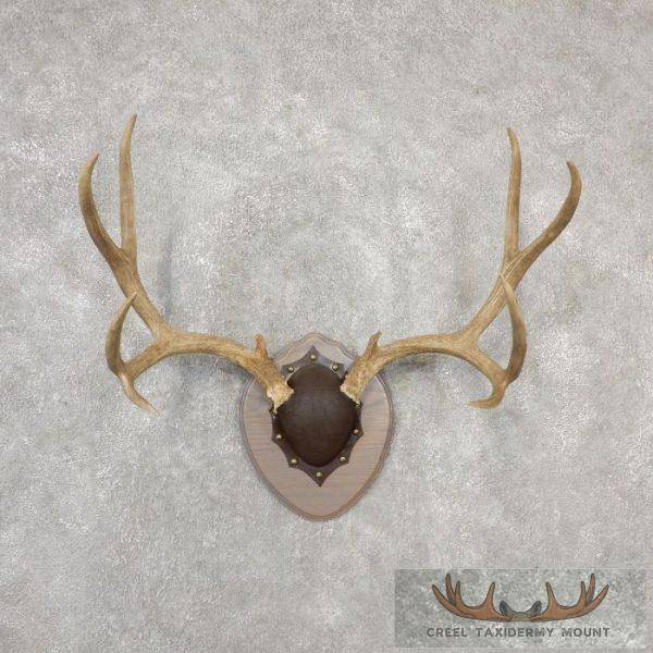 Mule Deer Antler Plaque Taxidermy Mount For Sale