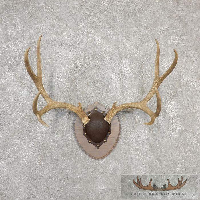 Mule Deer Antler Plaque Taxidermy Mount For Sale