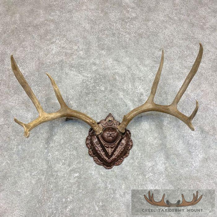Mule Deer Antler Plaque Taxidermy Mount For Sale