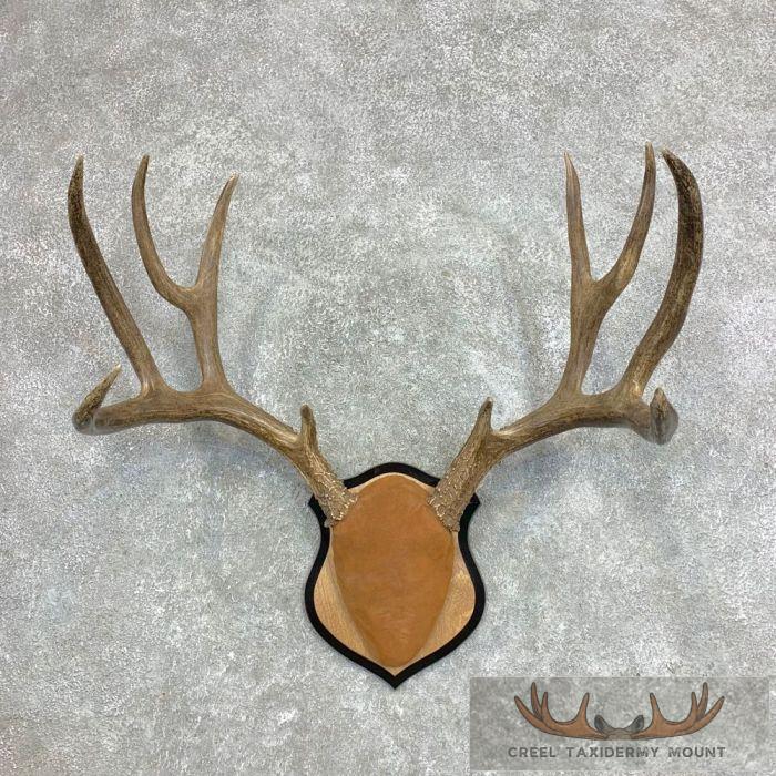 Mule Deer Antler Plaque Taxidermy Mount For Sale