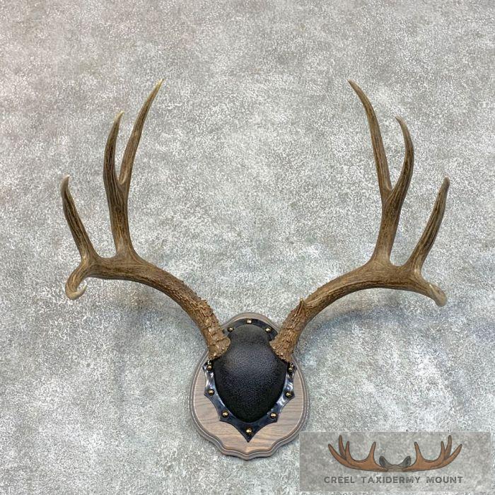 Mule Deer Antler Plaque Taxidermy Mount For Sale
